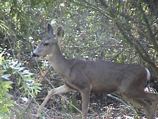 Deer