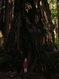 Aleshia At Henry Cowell Redwood Park