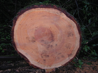 Can You Count How Old This Redwood Is?