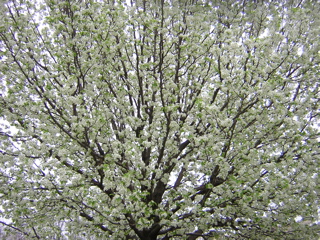 Spring Blooms