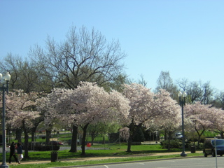 Cherry Blossoms In D.C.