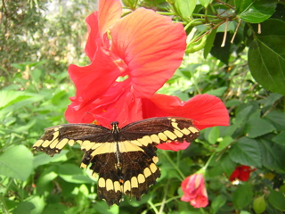 Sertoma Butterfly House