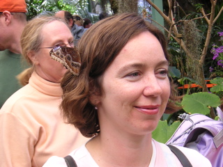 Butterfly Barrette?