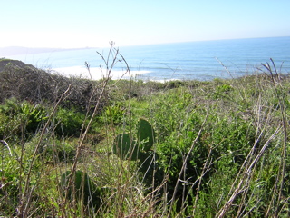 Cactus at the Beach